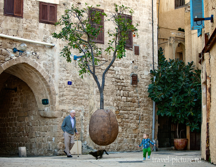 Апельсиновое дерево в городе Яффа