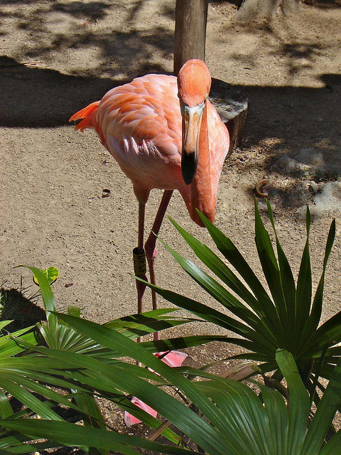 что посмотреть в мексике, розовый фламинго