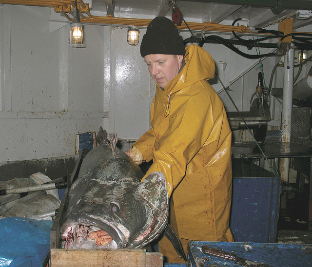 Приготовление рыбы Клыкач