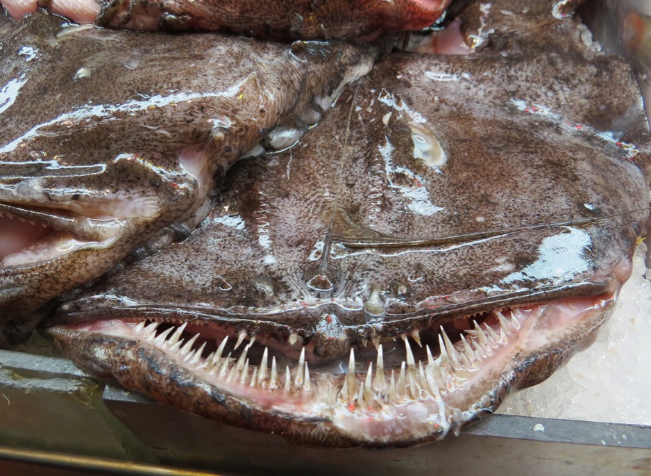 Приготовление рыбы – Морской черт или рыба – удильщик