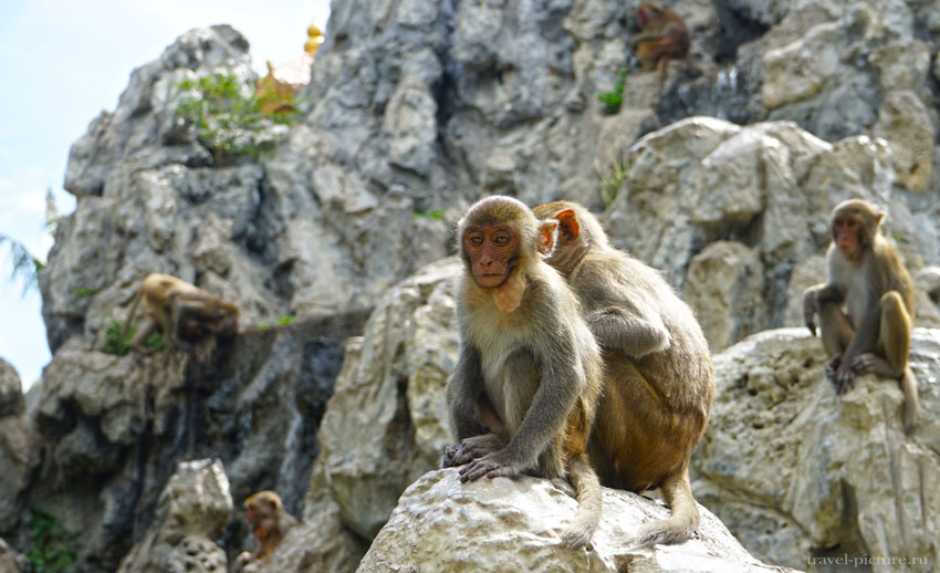 Остров обезьян во Вьетнаме или остров Няфу - одна из экскурсий Вьетнама