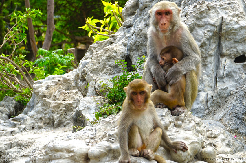 Остров обезьян во Вьетнаме или остров Няфу - одна из экскурсий Вьетнама