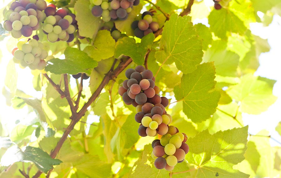 Виноград в Гаграх