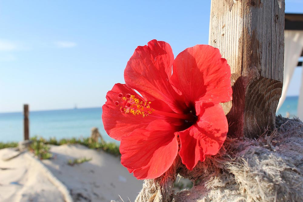 цветок с видом на море