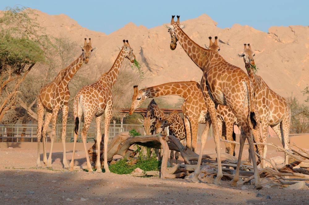 Зоопарк Абу-Даби