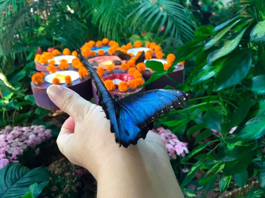 Сад бабочек